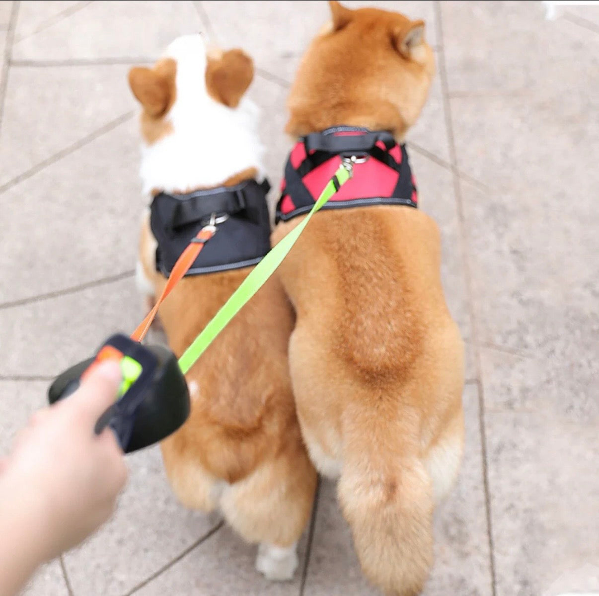Tangle-Free Dual Dog Leash