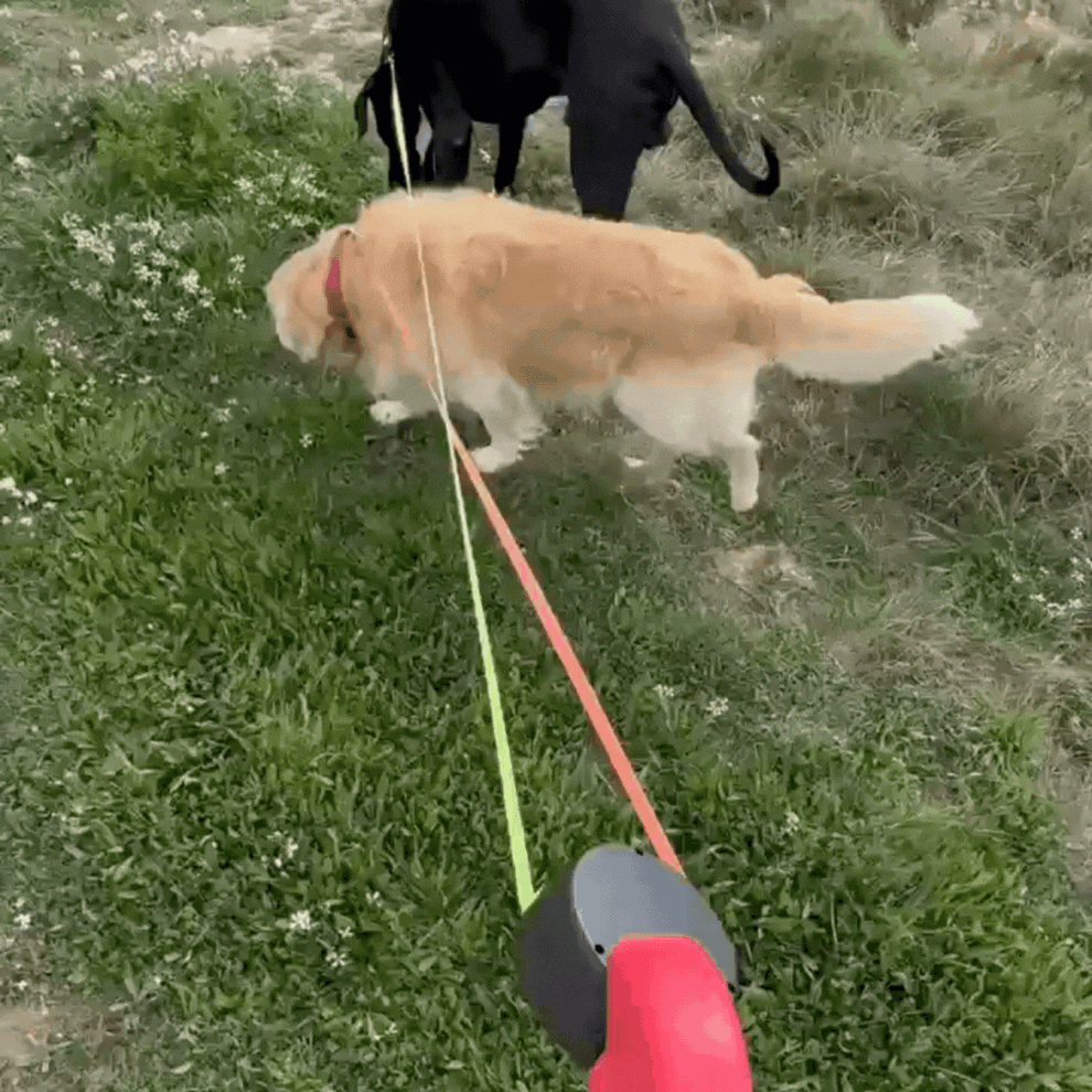 Tangle-Free Dual Dog Leash